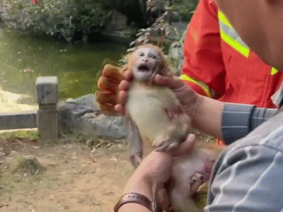 广西一只小猴子被卡石缝无法脱身,前来救它的是…… 广西一只小猴子被卡石缝无法脱身,前来救它的是……
