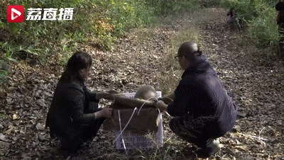 进山咯!它们能壮大种群吗? 进山咯!它们能壮大种群吗?