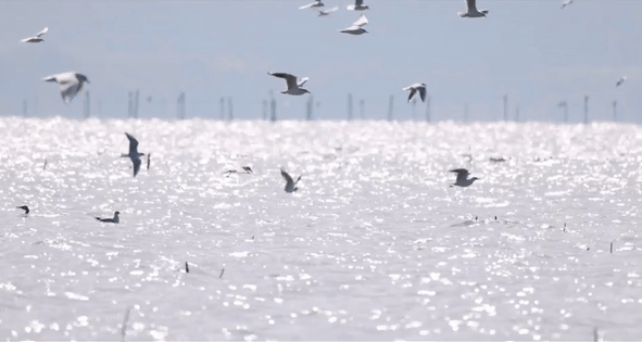 “鸟中大熊猫”现身阳澄湖!409种鸟儿惊艳“天堂” “鸟中大熊猫”现身阳澄湖!409种鸟儿惊艳“天堂”
