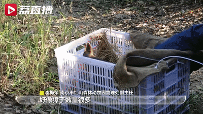 进山咯!它们能壮大种群吗? 进山咯!它们能壮大种群吗?