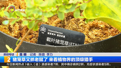 刷爆朋友圈！猪笼草又抓老鼠了，来看植物界的顶级猎手！