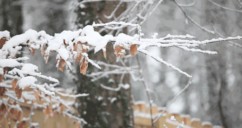 石家庄的雪安排上啦！河北雨雪+降温后天上线……