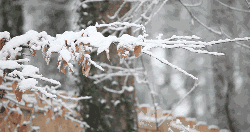 寒潮蓝色预警！最低气温-30℃！最强雨雪冰冻大风袭辽！