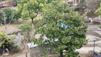 上海迎2023年第一场雪！“认真的雪”后，寒潮会进一步展示实力吗？