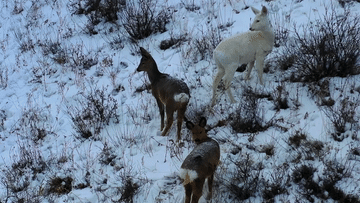 罕见白狍现身林海雪原，宛如雪中精灵