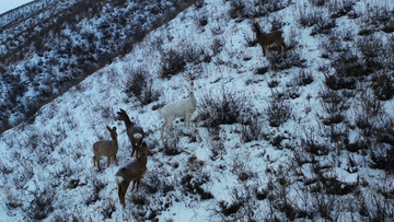 罕见白狍现身林海雪原，宛如雪中精灵