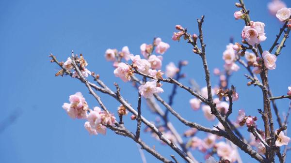 太美了！深圳梅园花开似海，最佳观赏时间就现在