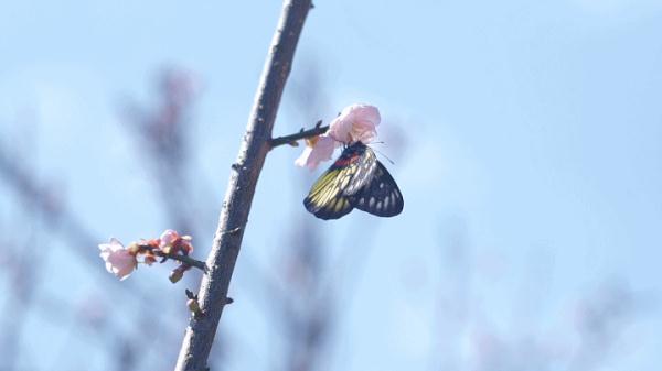 太美了！深圳梅园花开似海，最佳观赏时间就现在