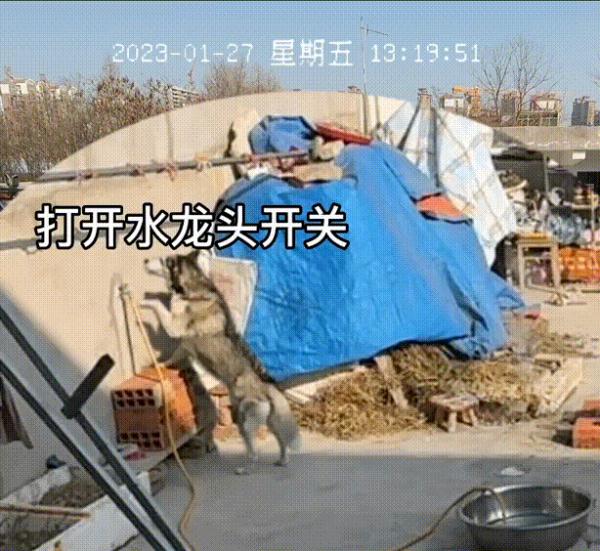 院里突然起火，“二哈”的这波操作太机智！铲屎官该注意了！