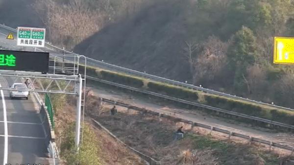高速上憋不住了，他方便后竟趁空挖起了野菜……