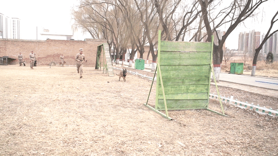 “训犬不是遛狗”，16年20万字笔记，二等功！