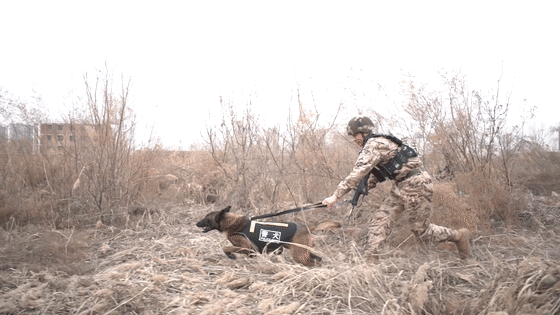“训犬不是遛狗”，16年20万字笔记，二等功！