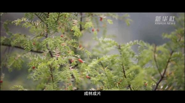 这七包种子飞上太空 背后的故事很感人 这七包种子飞上太空 背后的故事很感人