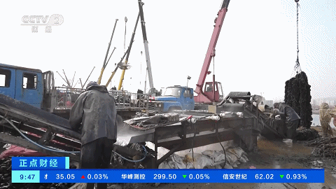 鲜!一大批肥美的海虹,来了!还没到岸就被预订 鲜!一大批肥美的海虹,来了!还没到岸就被预订
