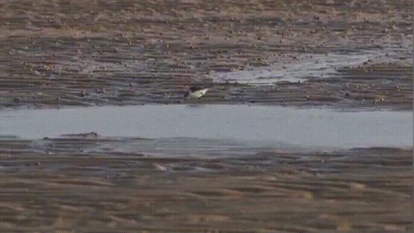 被誉为“鸟中大熊猫”!自带餐具的“干饭鸟”又来海南过冬了 被誉为“鸟中大熊猫”!自带餐具的“干饭鸟”又来海南过冬了