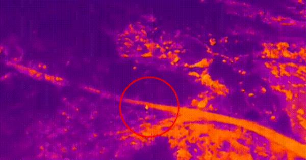 9岁孩子离家出走,热成像无人机、警犬、巡逻车全出动! 9岁孩子离家出走,热成像无人机、警犬、巡逻车全出动!