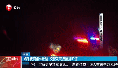 奶牛深夜“大逃亡” 忙坏了巡逻民警