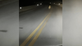 男子偶遇“迷路虎”，趴着护栏在找路