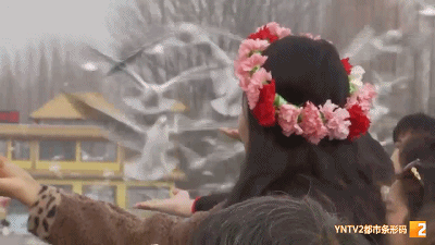 嘴叼食物、头仰出护栏...又现“花式”喂鸥，游客直呼太危险！