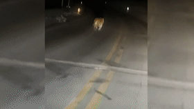 男子偶遇“迷路虎”，趴着护栏在找路