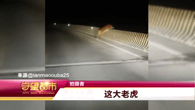 男子偶遇“迷路虎”，趴着护栏在找路