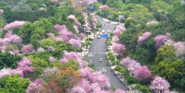刚刚,2023柳州洋紫荆花期新鲜出炉!这天起,粉色风暴刮遍全城 刚刚,2023柳州洋紫荆花期新鲜出炉!这天起,粉色风暴刮遍全城