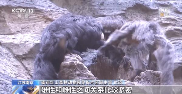 这猴长相“炸裂”？动物园：明明很乖巧