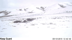 猛禽也会“化妆”？揭秘祁连山的“动物名片”！