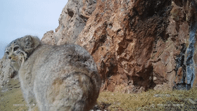 猛禽也会“化妆”？揭秘祁连山的“动物名片”！