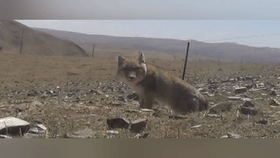 猛禽也会“化妆”？揭秘祁连山的“动物名片”！