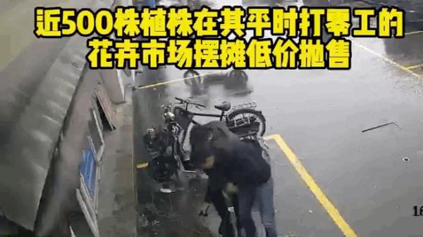 “不知不觉偷了3公里”!上海一男子偷隔离栏绿植,原价7万卖了1500…… “不知不觉偷了3公里”!上海一男子偷隔离栏绿植,原价7万卖了1500……