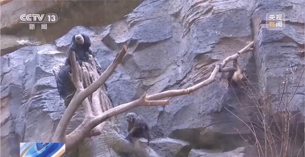 这猴长相“炸裂”?南京红山森林动物园回应! 这猴长相“炸裂”?南京红山森林动物园回应!