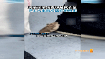 坐地铁竟然遇上仓鼠车厢内乱窜还爬脚！这是啥情况？