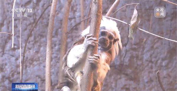 这猴长相“炸裂”?南京红山森林动物园回应! 这猴长相“炸裂”?南京红山森林动物园回应!