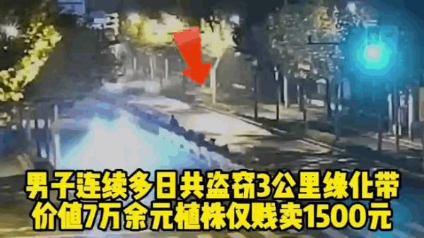 “不知不觉偷了3公里”!上海一男子偷隔离栏绿植,原价7万卖了1500…… “不知不觉偷了3公里”!上海一男子偷隔离栏绿植,原价7万卖了1500……