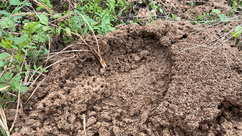 不要碰！有剧毒！浙江多地已出现