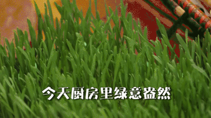 这三种苗菜，清热化痰又通便！在家自己种，全家都爱吃~