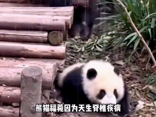 熊猫宝宝“被泼水”躲进墙角，知道它的“身世”更加心疼！