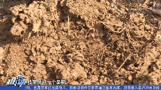 遇到这种“小土堆”马上远离！被咬后果很严重…