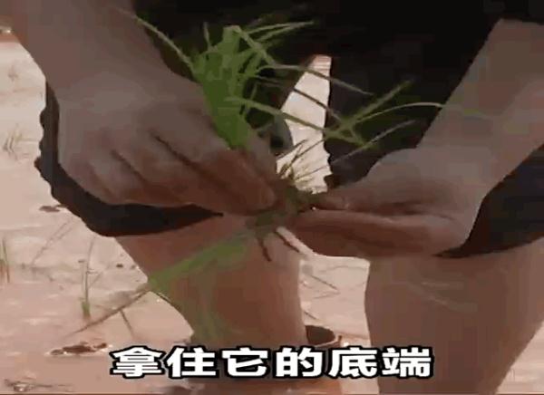 楼顶种水稻？珠海这所学校创意火了