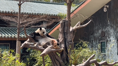 一叫“靓仔”就兴奋！“老广”大熊猫火出圈！