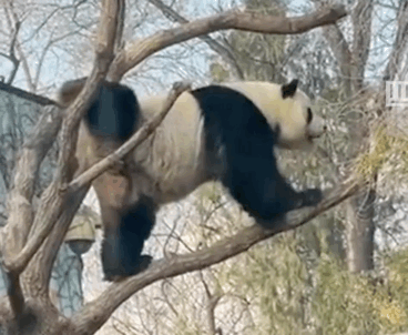 美国将公示“丫丫”“乐乐”回国证明！网友为全世界大熊猫操碎了心