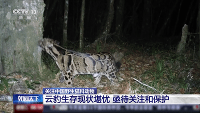 进来看猫猫！原来“大猫”“小猫”的划分也有标准→