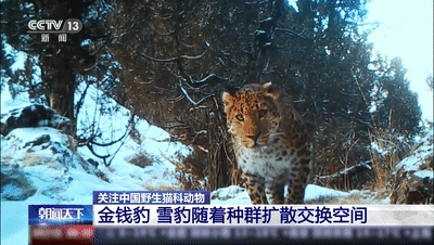 进来看猫猫！原来“大猫”“小猫”的划分也有标准→