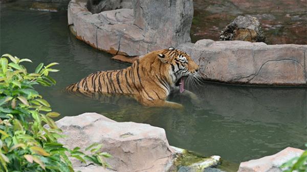 围观!广州动物园里“戏精”多 围观!广州动物园里“戏精”多