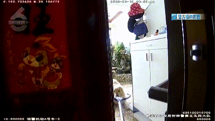 被自家狗狂叫乱咬吓到,李女士选择了报警 被自家狗狂叫乱咬吓到,李女士选择了报警