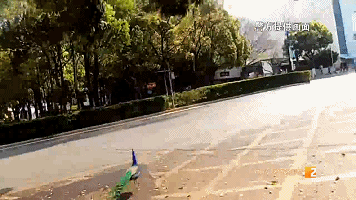 云南人的日常:又有孔雀"出逃"!昆明街头闲逛 云南人的日常:又有孔雀"出逃"!昆明街头闲逛