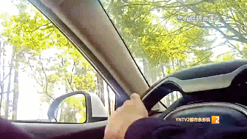 云南人的日常:又有孔雀"出逃"!昆明街头闲逛 云南人的日常:又有孔雀"出逃"!昆明街头闲逛