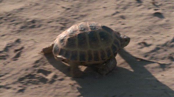 沙漠动物军团,申请出战! 沙漠动物军团,申请出战!