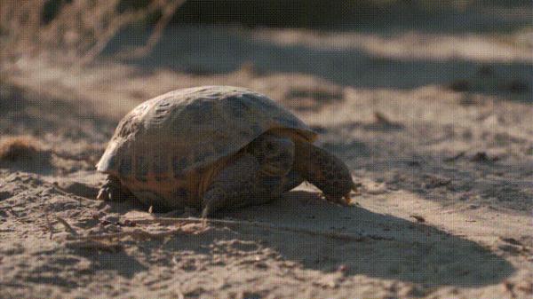 沙漠动物军团,申请出战! 沙漠动物军团,申请出战!